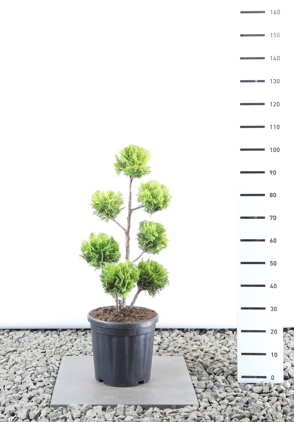 Chamaecyparis l. 'Ivonne' - 60-80 CM PonPon EXTRA in Cont.